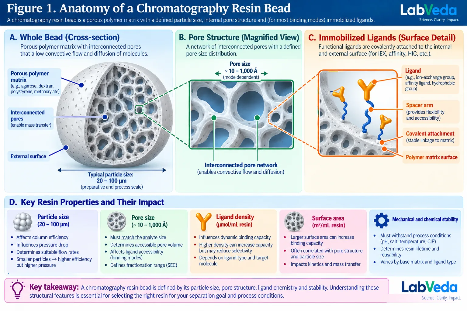 Anatomy of a chromatography resin bead: a cutaway of the porous polymer matrix and its interconnected pore network, the pore structure magnified, immobilized ligands attached to the pore wall through a spacer arm, and the resin specifications of particle size, pore size, ligand density, surface area and stability