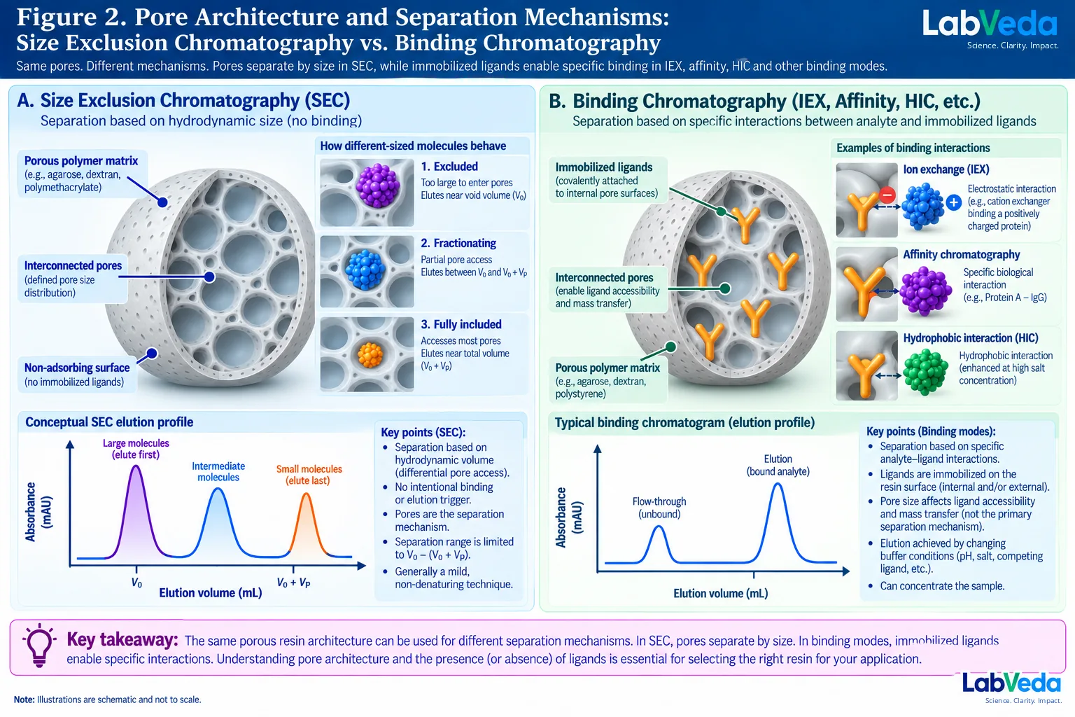 Two-panel comparison showing that in size-exclusion chromatography pores are the separation mechanism with large molecules excluded and small molecules fully included, while in ion-exchange, affinity and hydrophobic-interaction chromatography the pores instead provide access to immobilized ligands
