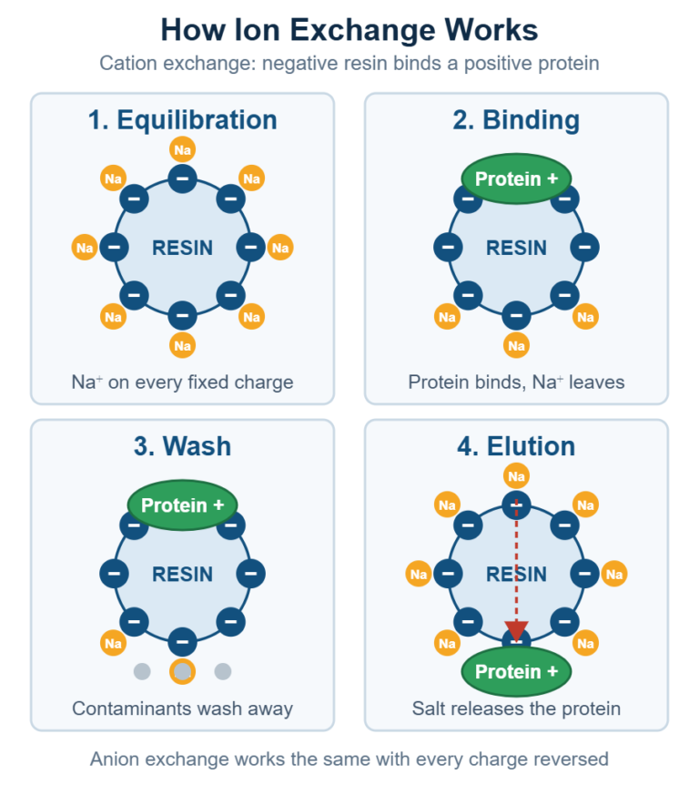 Ion Exchange Chromatography (IEX): Anion vs Cation, Resin Selection, and Method Setup