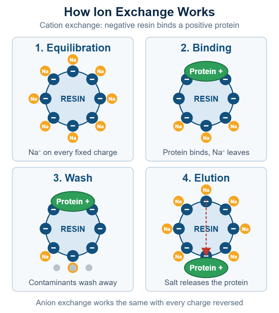 Four-panel diagram of ion exchange chromatography: sodium counterions on a negatively charged resin bead, a positively charged protein binding and releasing sodium, contaminants washing away while the protein stays bound, then salt-gradient elution releasing the protein