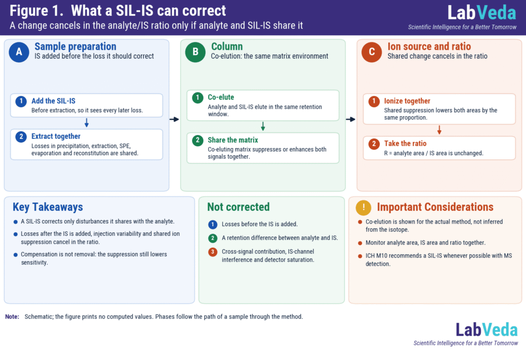 Stable isotope labeled internal standard in LC-MS/MS: analyte and SIL-IS pass together through sample preparation, the column and the ion source, so shared extraction loss, injection variability and ion suppression cancel in the analyte/IS ratio.